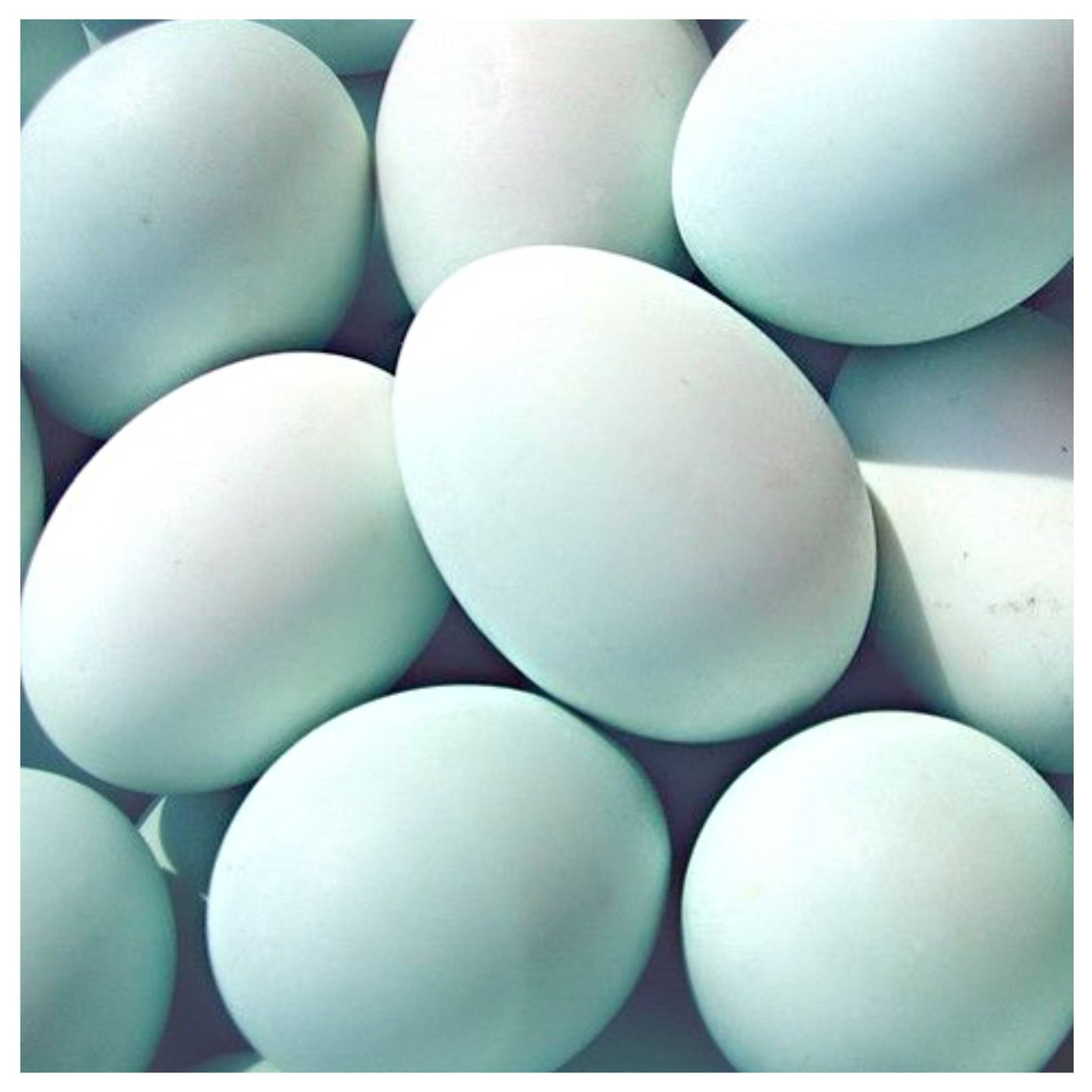 CHEWTOPIA Whole Duck Egg Powder 50g