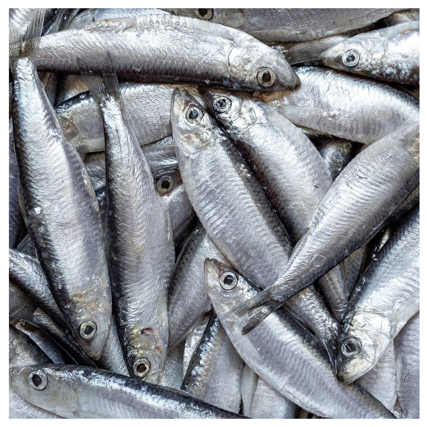 CHEWTOPIA Wild-Caught Baltic Sprats Powder 50g