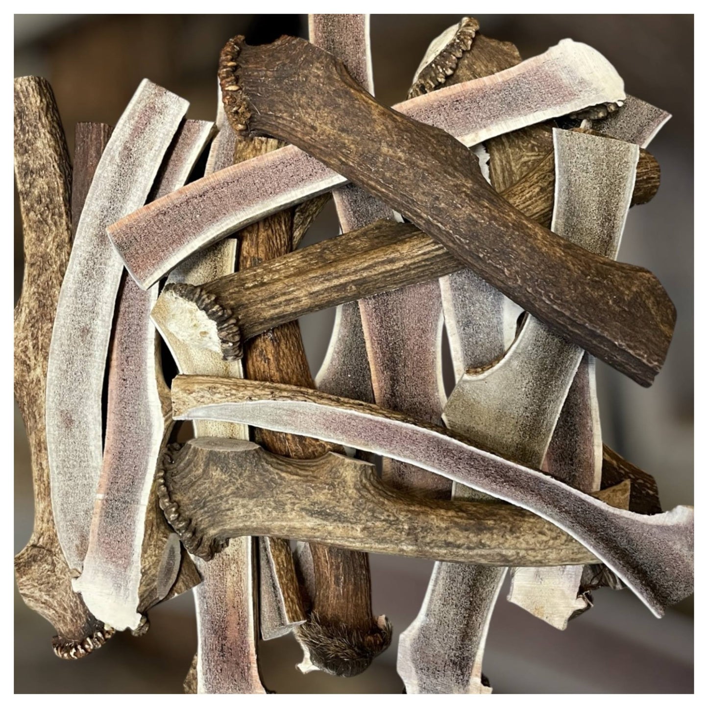 CHEWTOPIA Large Split Deer Antlers (25-32cm)