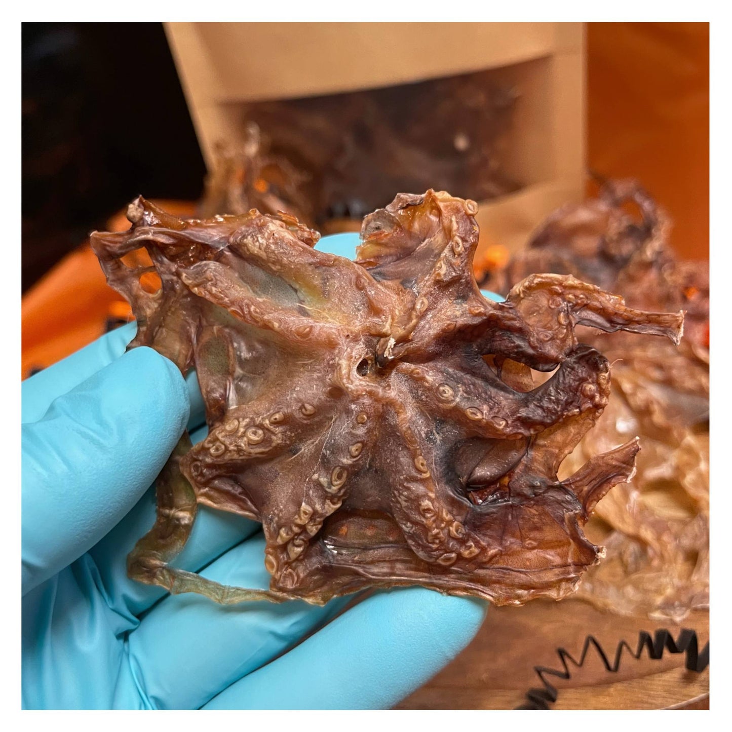 CHEWTOPIA Baby Octopus