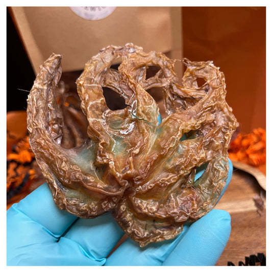 CHEWTOPIA Baby Octopus
