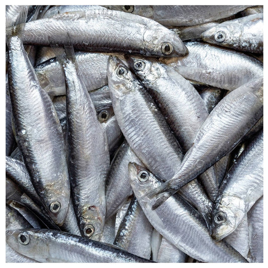 CHEWTOPIA Wild-Caught Baltic Sprats Powder 50g