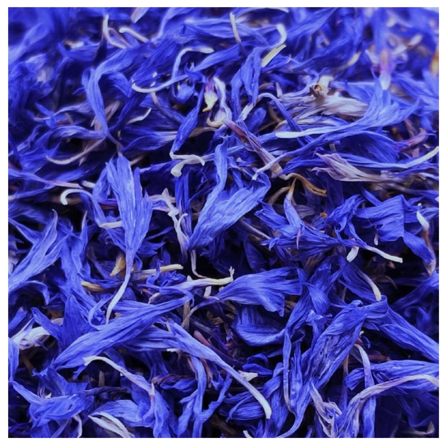 CHEWTOPIA Cornflower Petals Blue 💙