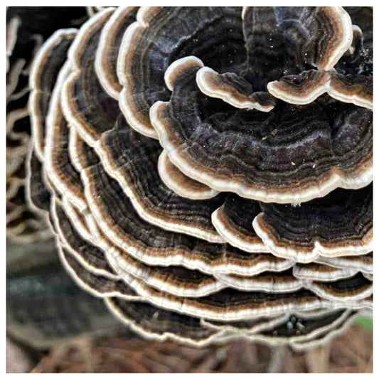 CHEWTOPIA Turkey Tail Mushroom Powder 25g